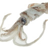 squid[1]